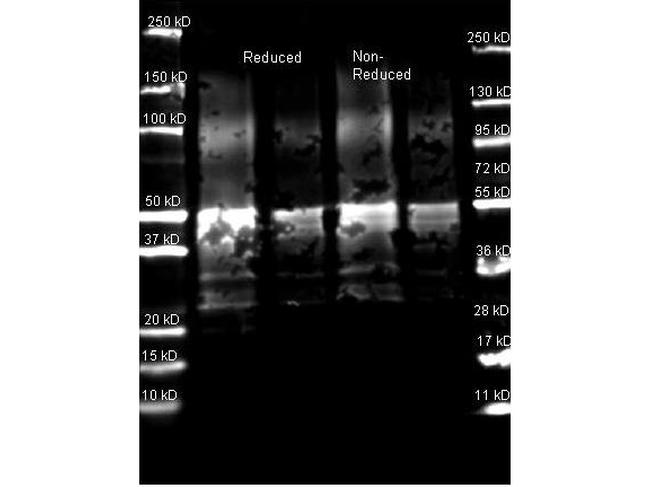 Protein A Antibody in Western Blot (WB)