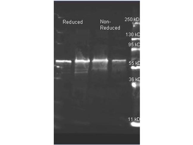 Choline Oxidase Antibody in Western Blot (WB)