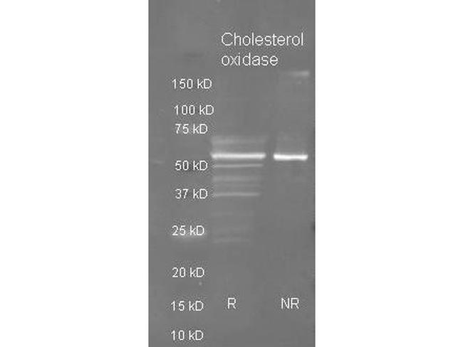 Cholesterol Oxidase Antibody in Western Blot (WB)