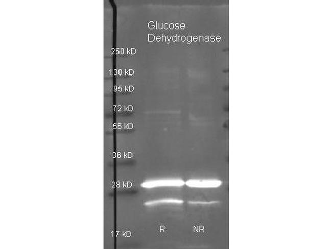 Glucose Dehydrogenase Antibody in Western Blot (WB)