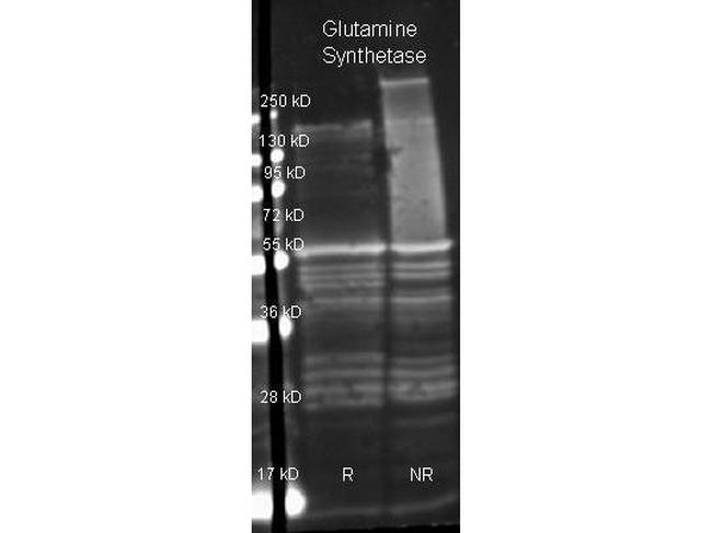 Glutamine Synthetase Antibody in Western Blot (WB)