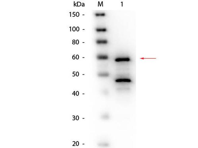 Bilirubin Oxidase Antibody in Western Blot (WB)