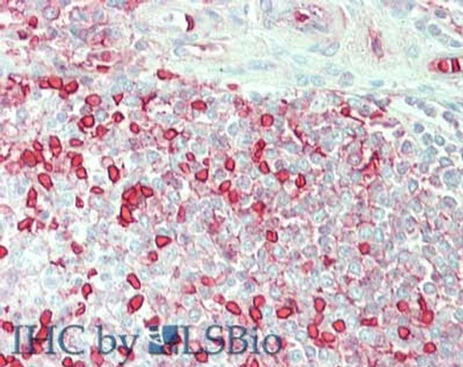 Carbonic Anhydrase I Antibody in Immunohistochemistry (Paraffin) (IHC (P))