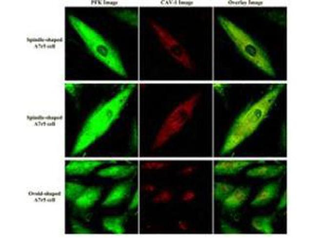 Fructose-6-Phosphate Kinase Antibody in Immunocytochemistry (ICC/IF)