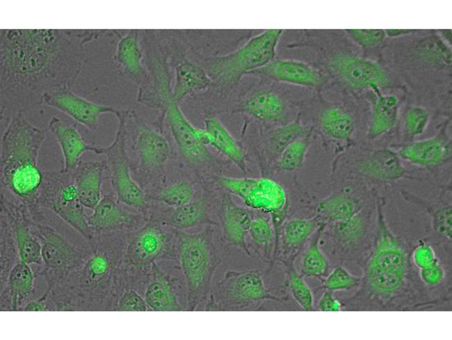 Lactate Dehydrogenase Antibody in Western Blot (WB)