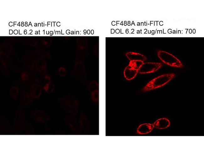 Fluorescein (FITC) Antibody in Immunocytochemistry (ICC/IF)