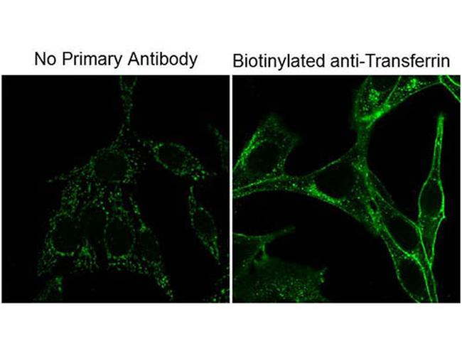 Biotin Antibody in Immunocytochemistry (ICC/IF)