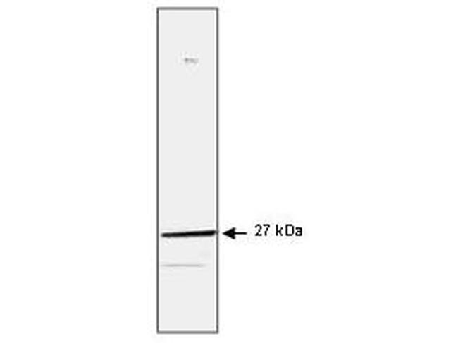 HSP27 Antibody in Western Blot (WB)