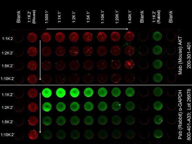 AKT Antibody in ELISA (ELISA)