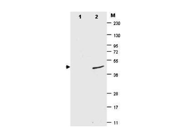 SUMO Antibody in Western Blot (WB)