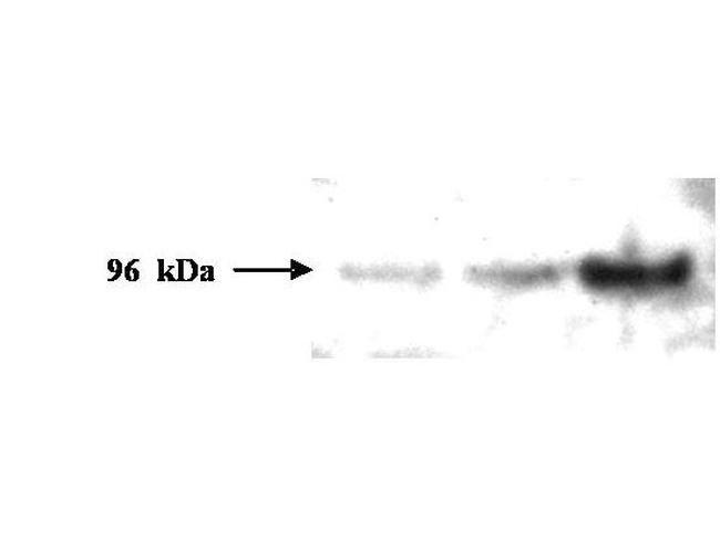 PMS2 Antibody in Western Blot (WB)