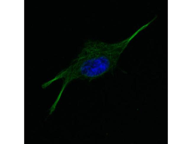 alpha-Tubulin Antibody in Immunocytochemistry (ICC/IF)