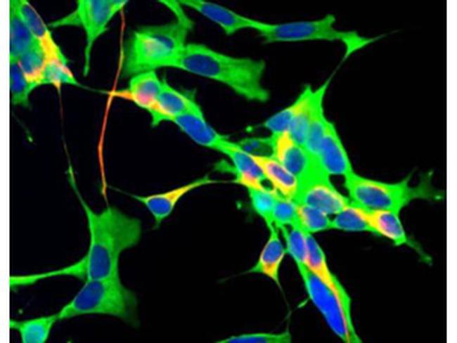 GAPDH Antibody in Immunocytochemistry (ICC/IF)