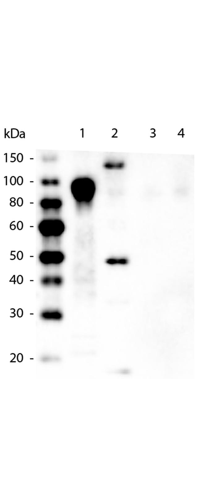 6X His Tag Antibody in Western Blot (WB)