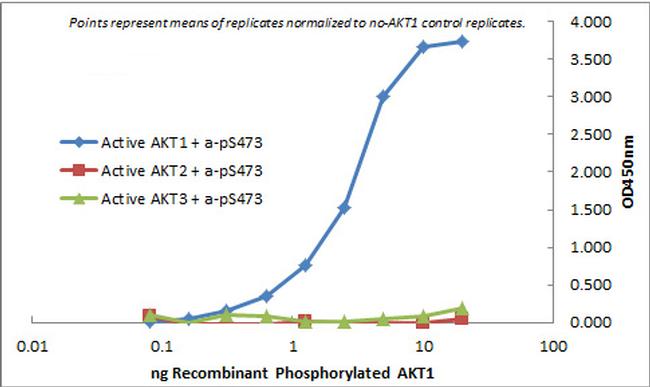 AKT1 Antibody in ELISA (ELISA)