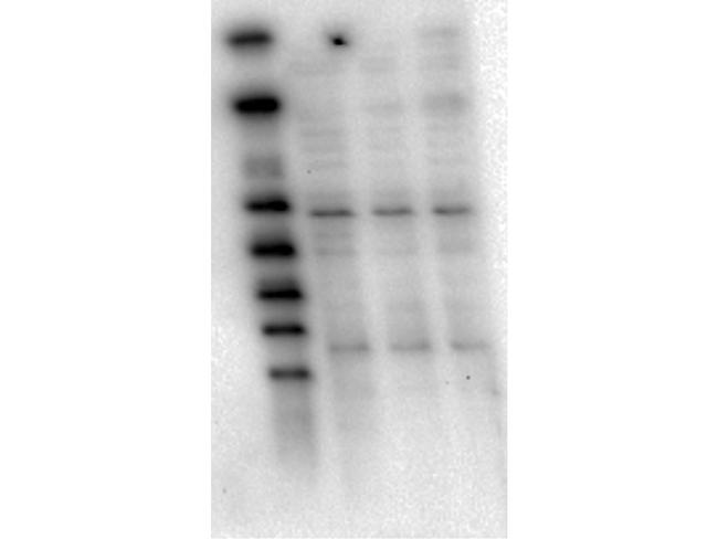 AKT1 Antibody in Western Blot (WB)