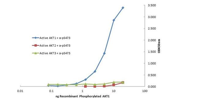 AKT1 Antibody in ELISA (ELISA)