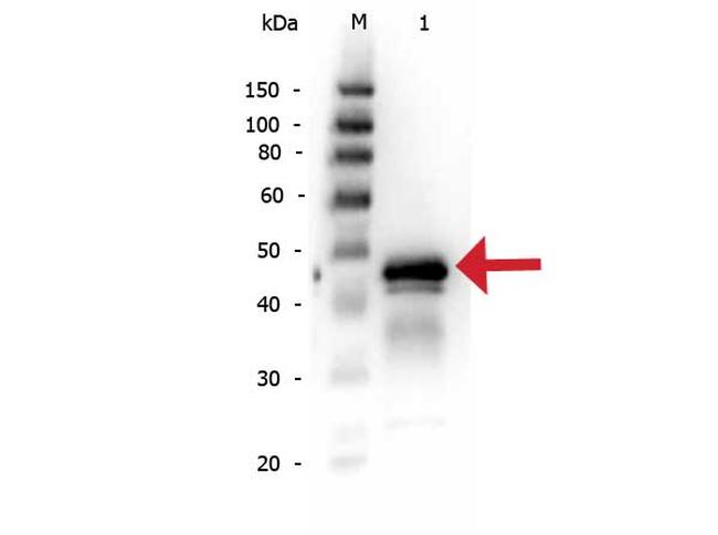 Ovalbumin Antibody in Western Blot (WB)