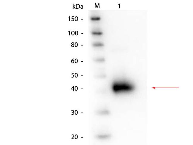 alpha-1-Acid Glycoprotein Antibody in Western Blot (WB)