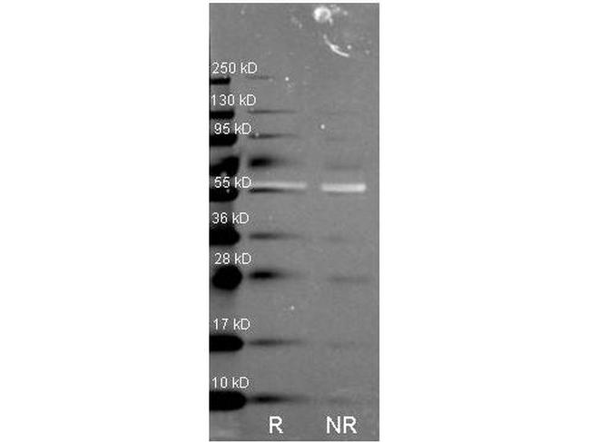 Catalase Antibody in Western Blot (WB)