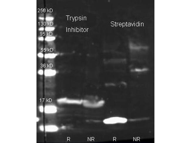 Streptavidin Antibody in Western Blot (WB)