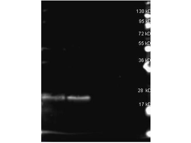 B-Phycoerythrin Antibody in Western Blot (WB)