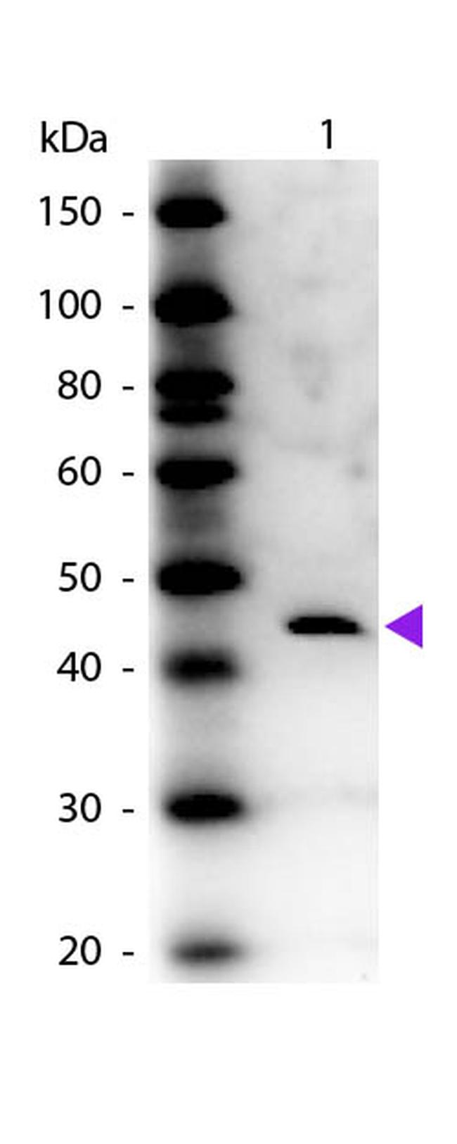 Adenosine Deaminase Antibody in Western Blot (WB)