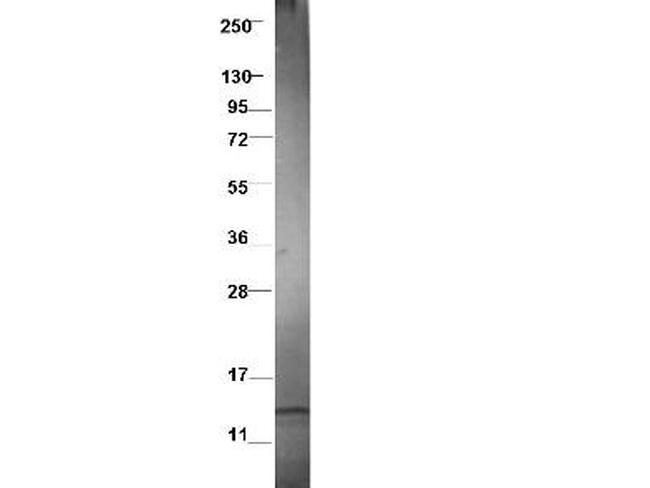 CCL3L1 Antibody in Western Blot (WB)