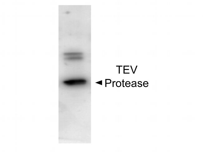 TEV Protease Antibody in Western Blot (WB)