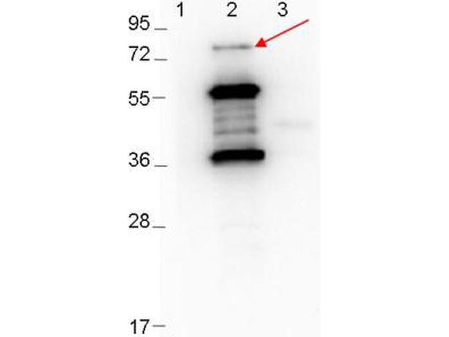 Erpd/Arp37 Antibody in Western Blot (WB)