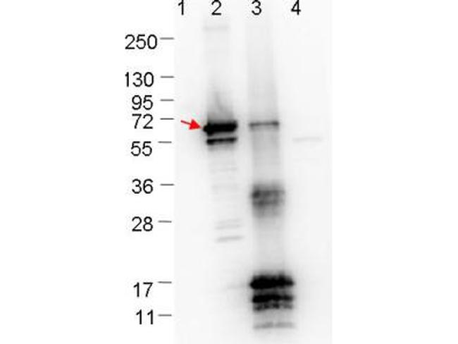 ErpN/OspE Antibody in Western Blot (WB)