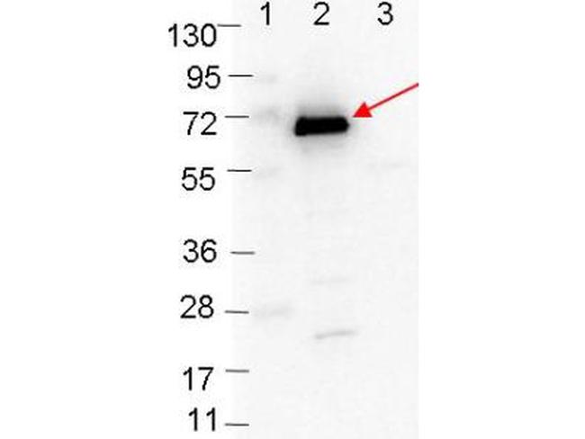 OspC Antibody in Western Blot (WB)