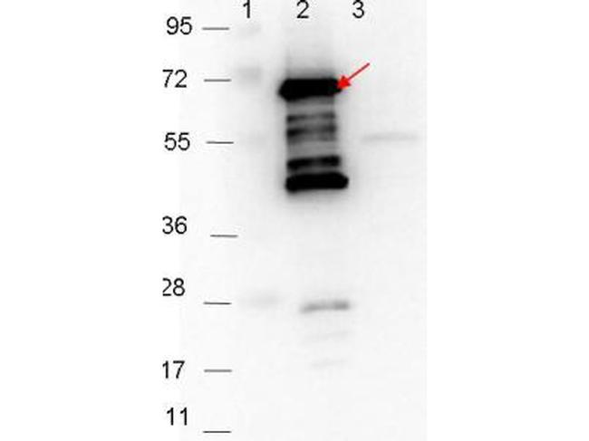 p35 Antibody in Western Blot (WB)