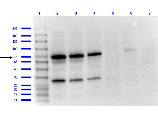 OspA Antibody in Western Blot (WB)