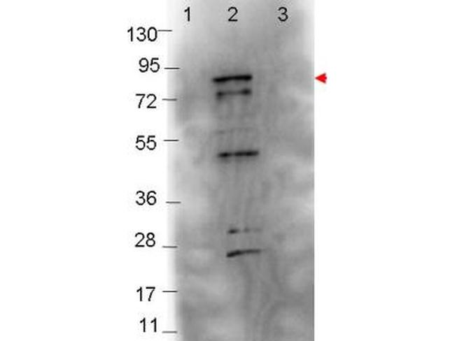 Flagellin Antibody in Western Blot (WB)