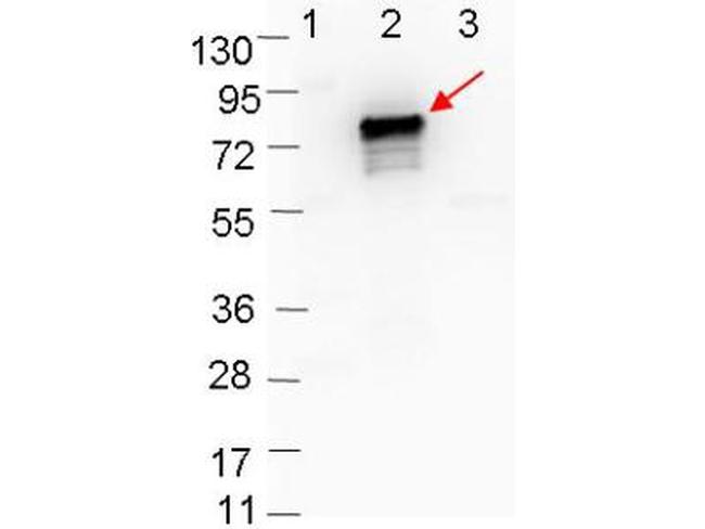 OspB Antibody in Western Blot (WB)