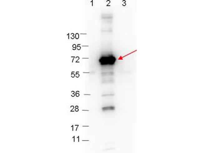 CRASP-1 Antibody in Western Blot (WB)