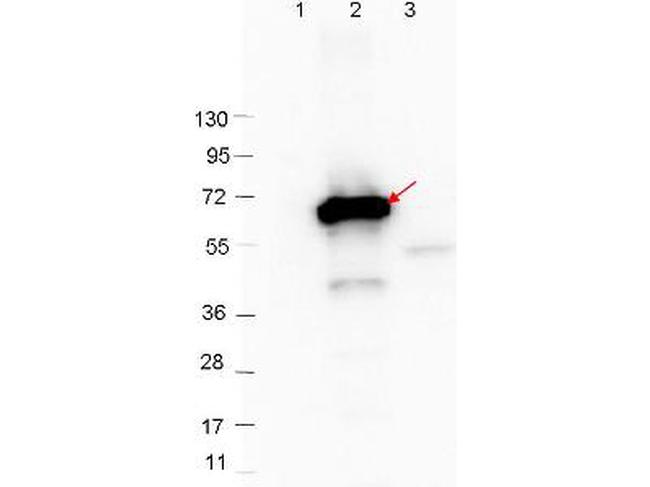 CRASP-2 Antibody in Western Blot (WB)