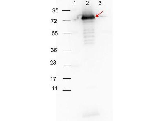 Surface Lipoprotein p27 Antibody in Western Blot (WB)