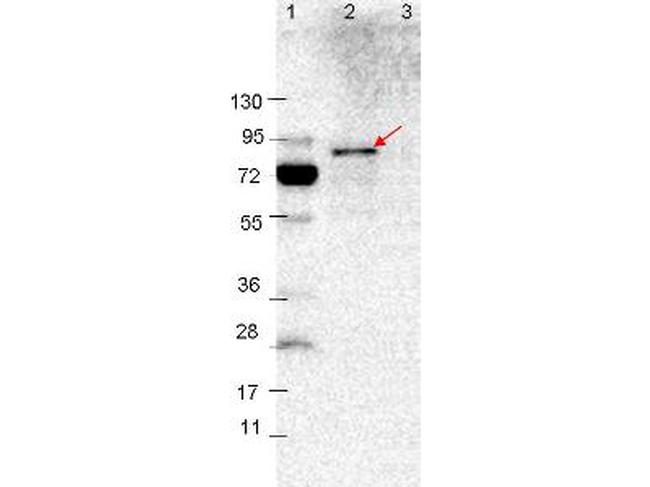 VlsE Antibody in Western Blot (WB)