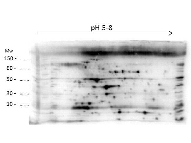 LMW E.Coli Host Cell Proteins Antibody in Western Blot (WB)