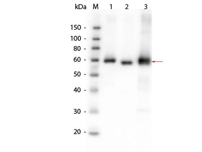 AKT Antibody in Western Blot (WB)