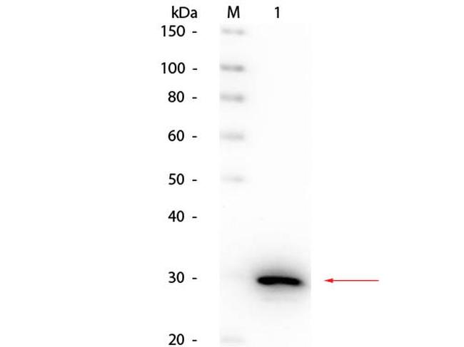 Carbonic Anhydrase II Antibody in Western Blot (WB)