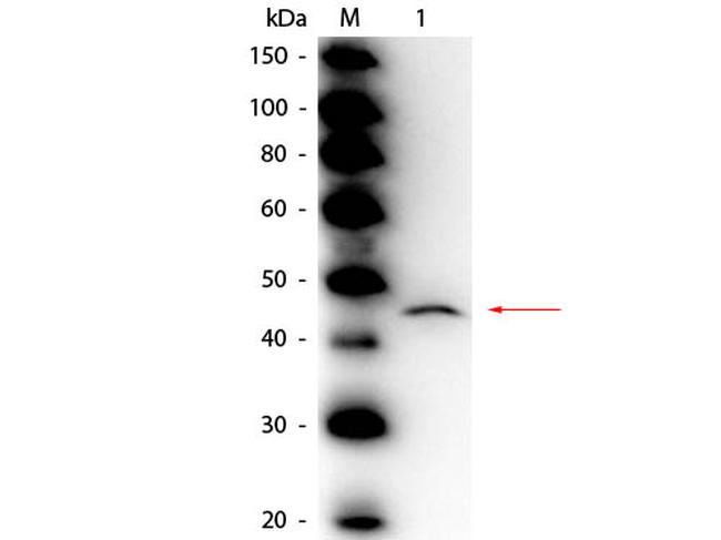 Adenosine Deaminase Antibody in Western Blot (WB)