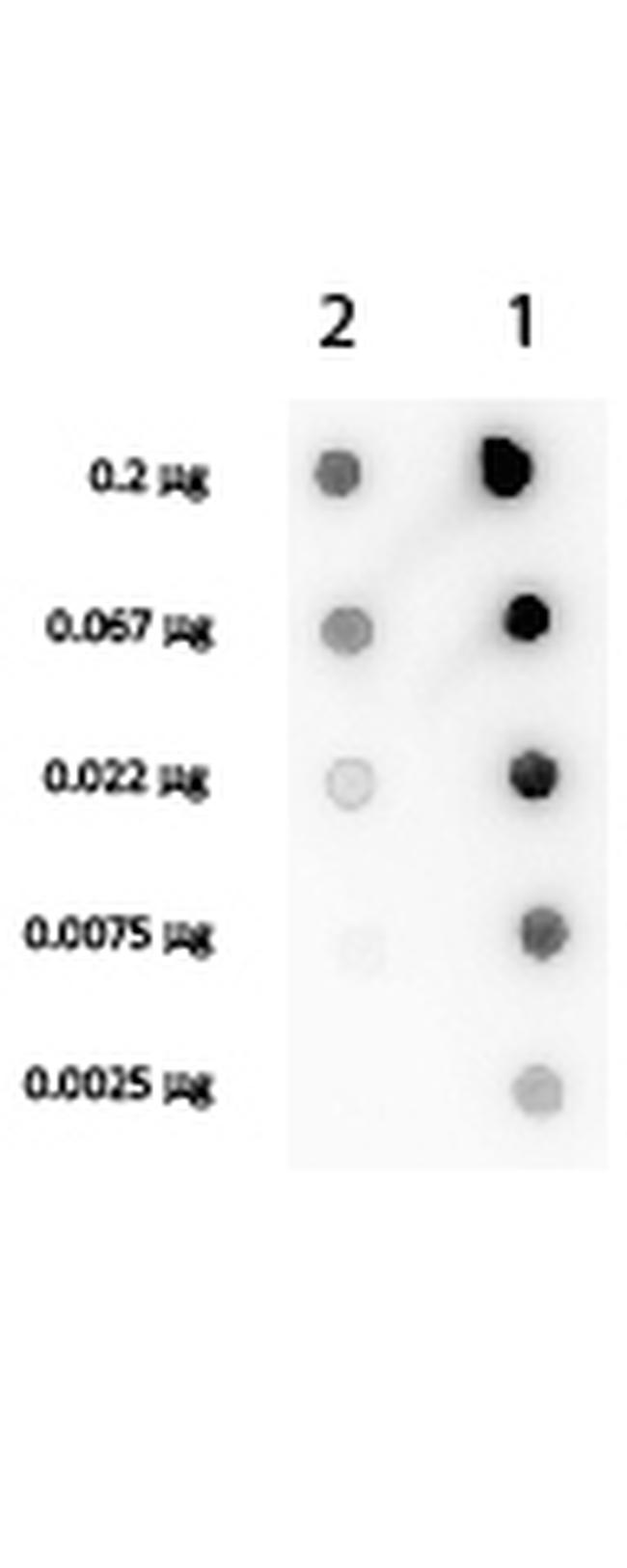 Streptavidin Antibody in Dot Blot (DB)