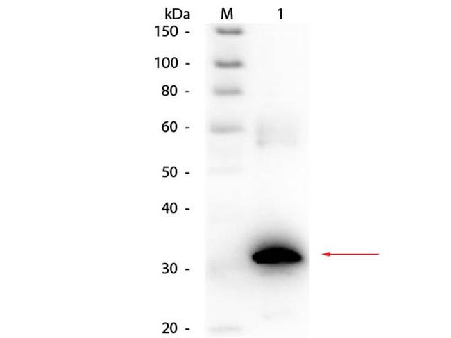 Carbonic Anhydrase II Antibody in Western Blot (WB)