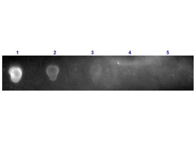 Streptavidin Antibody in Dot Blot (DB)