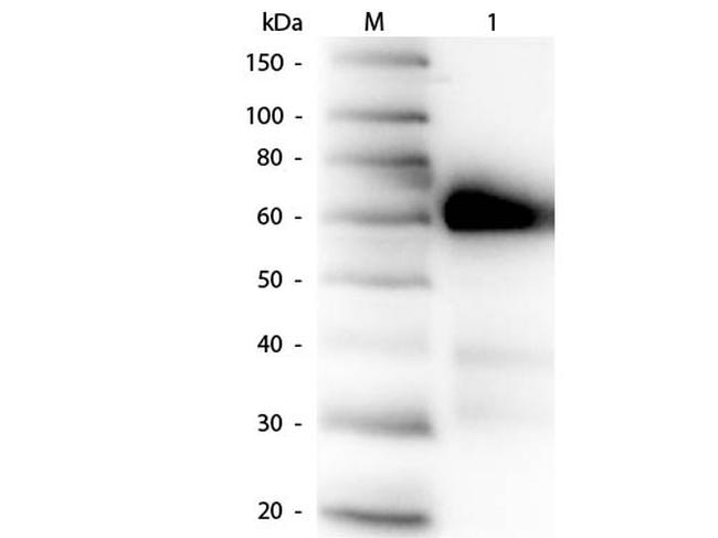 Alkaline Phosphatase Antibody in Western Blot (WB)