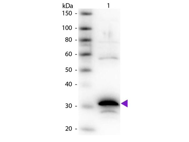 Carboxypeptidase A Antibody in Western Blot (WB)