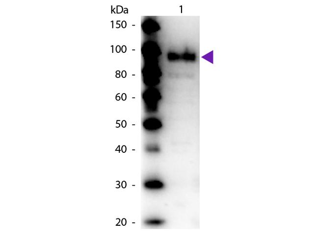 Phospho Enol Pyruvate Carboxylase Antibody in Western Blot (WB)